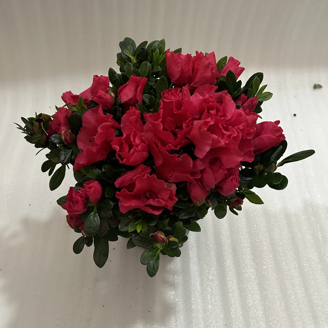 杜鹃花盆栽绿植盆栽