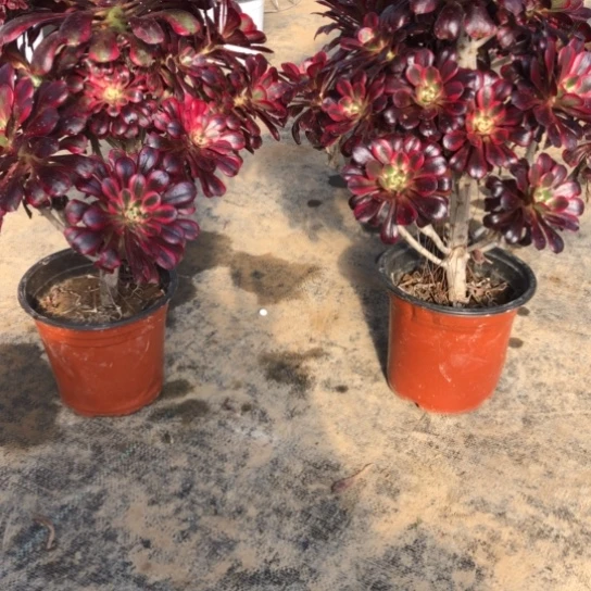 法师多肉植物1****^法师946