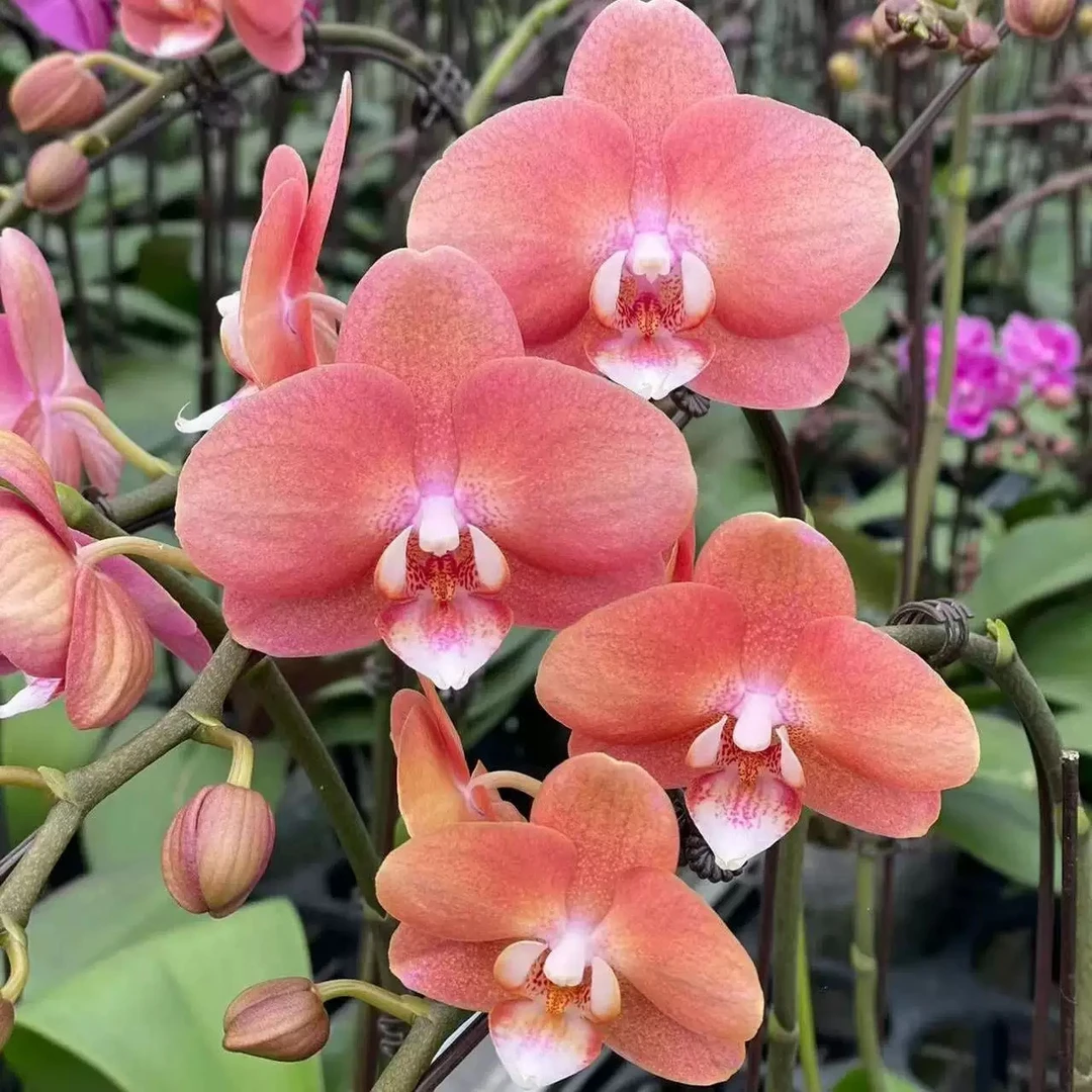 鲑鱼色蝴蝶兰花复古色系蜡质中花有花剑