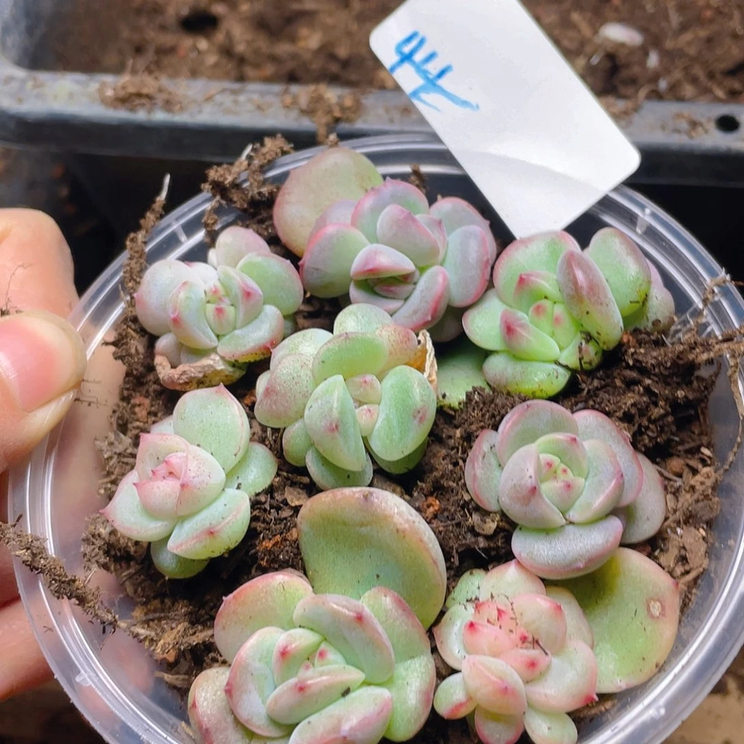 多肉植物多肉植物44