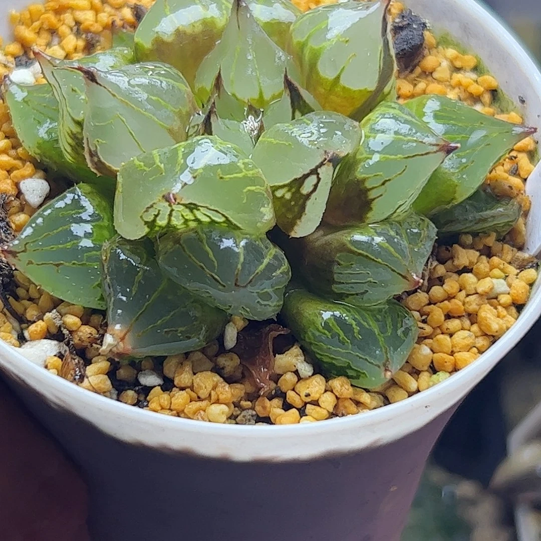 实生裹母本十二卷