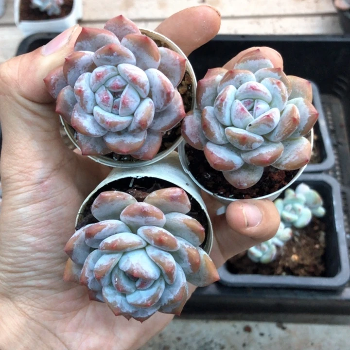 星影石榴籽福利出咯 3 颗一组