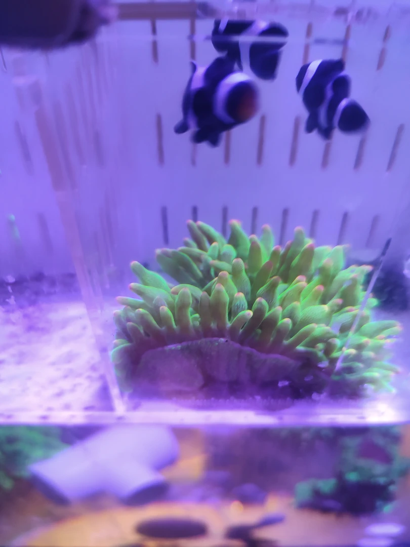 闯缸奥黑新手套餐