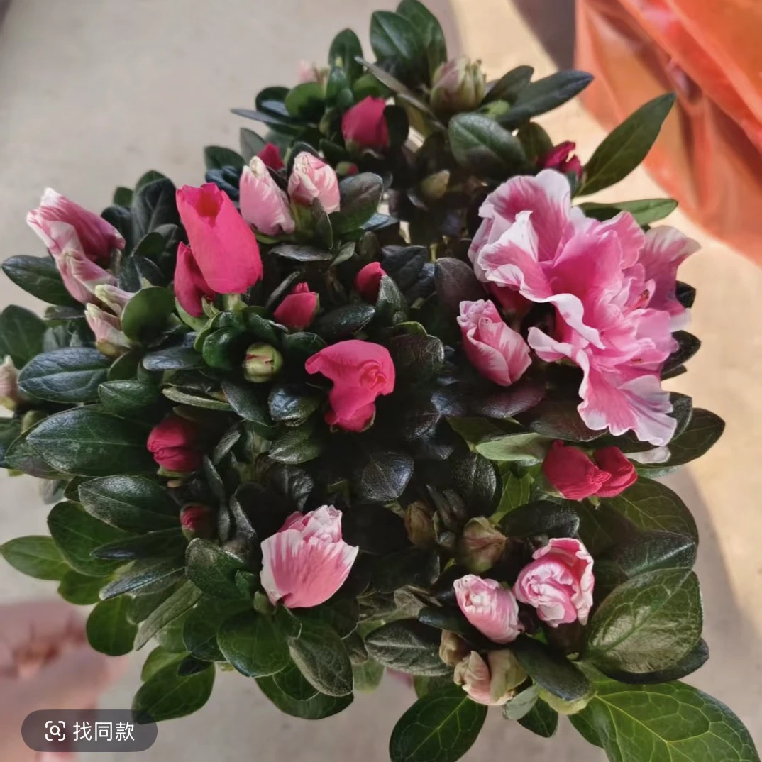 【双色花蝴蝶.杜鹃花】带花苞发货 庭院阳台盆栽地栽均可