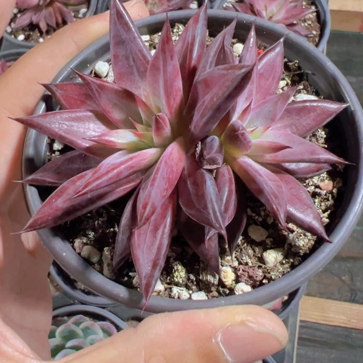 红檀汁精品多肉植物