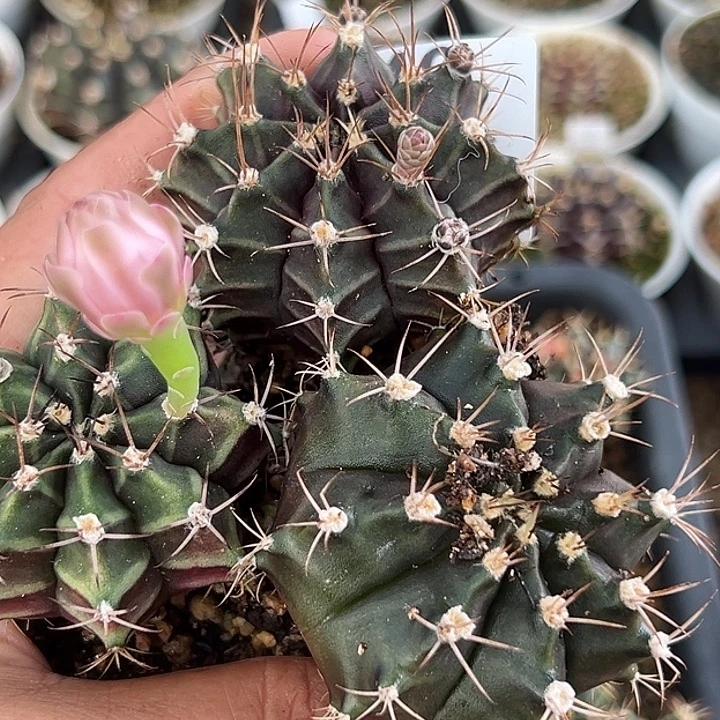 无花朵640号特价福利实生米哈3个