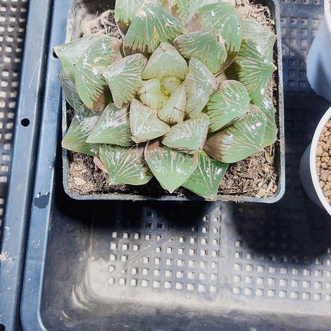 母本赤焰玉潭新手好养