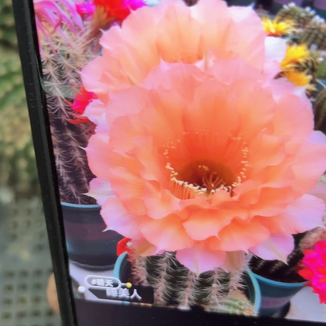 睡美人彩20包邮侧牙仙人球34