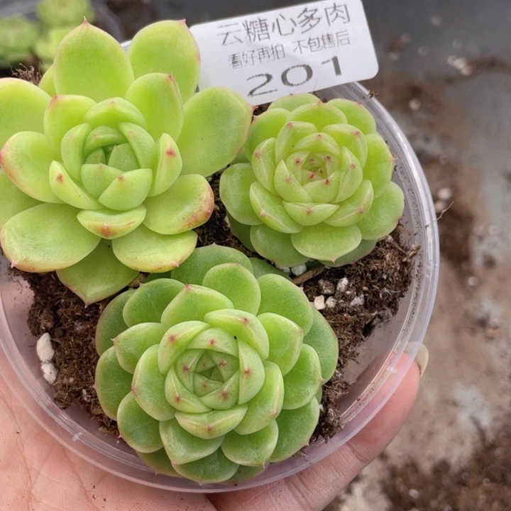 云糖心多肉植物201