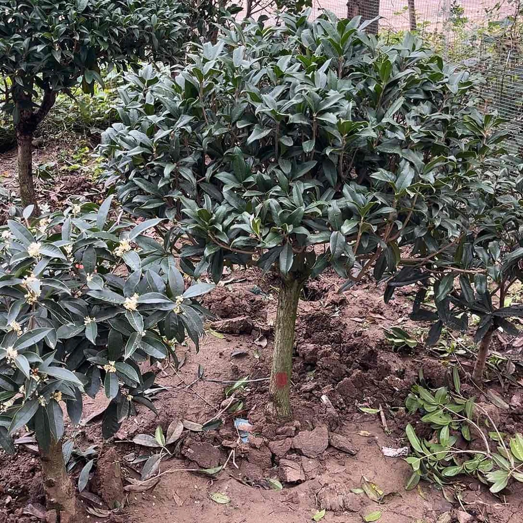 当前无花栽培后可以开花良**园