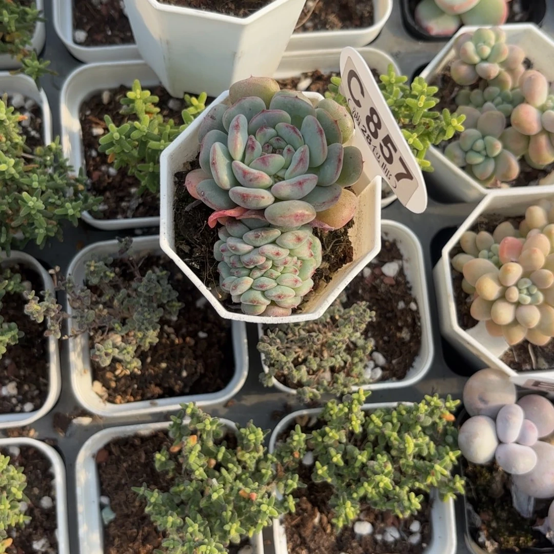 C857白胖子缀一物一拍