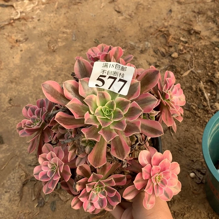 577美杜莎手捧4号棚