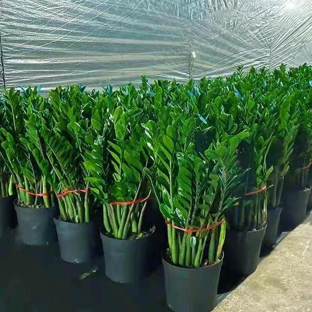 25苗起！大型金钱树落地款客厅摆放家居植物净化空气