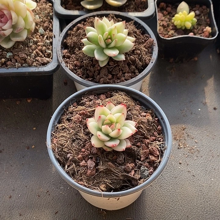 依***托两颗卡特东云锦多肉