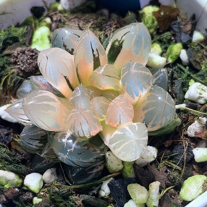 754糊斑霓虹灯锦特选福利