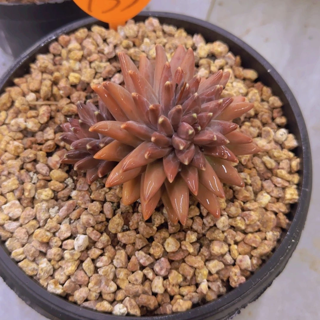 ?***情133多肉植物一物一拍