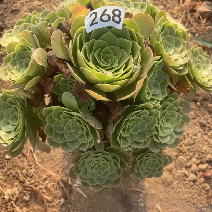 无花朵268多肉植物圣罗兰