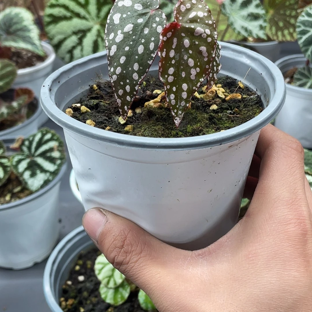 完全开放环岛旅行