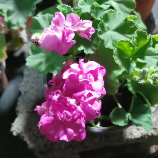 当前无花栽培后可以开花野玫瑰