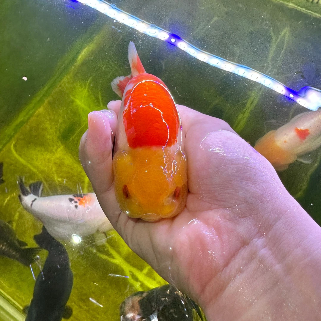 锤锤家精品兰寿（10-15cm）