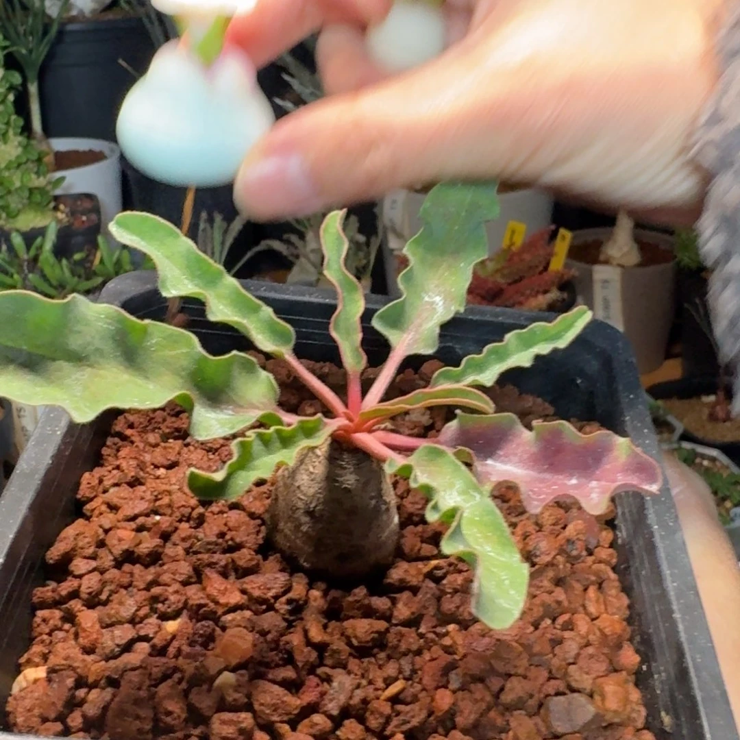 莱*茶波涛大戟多肉植物