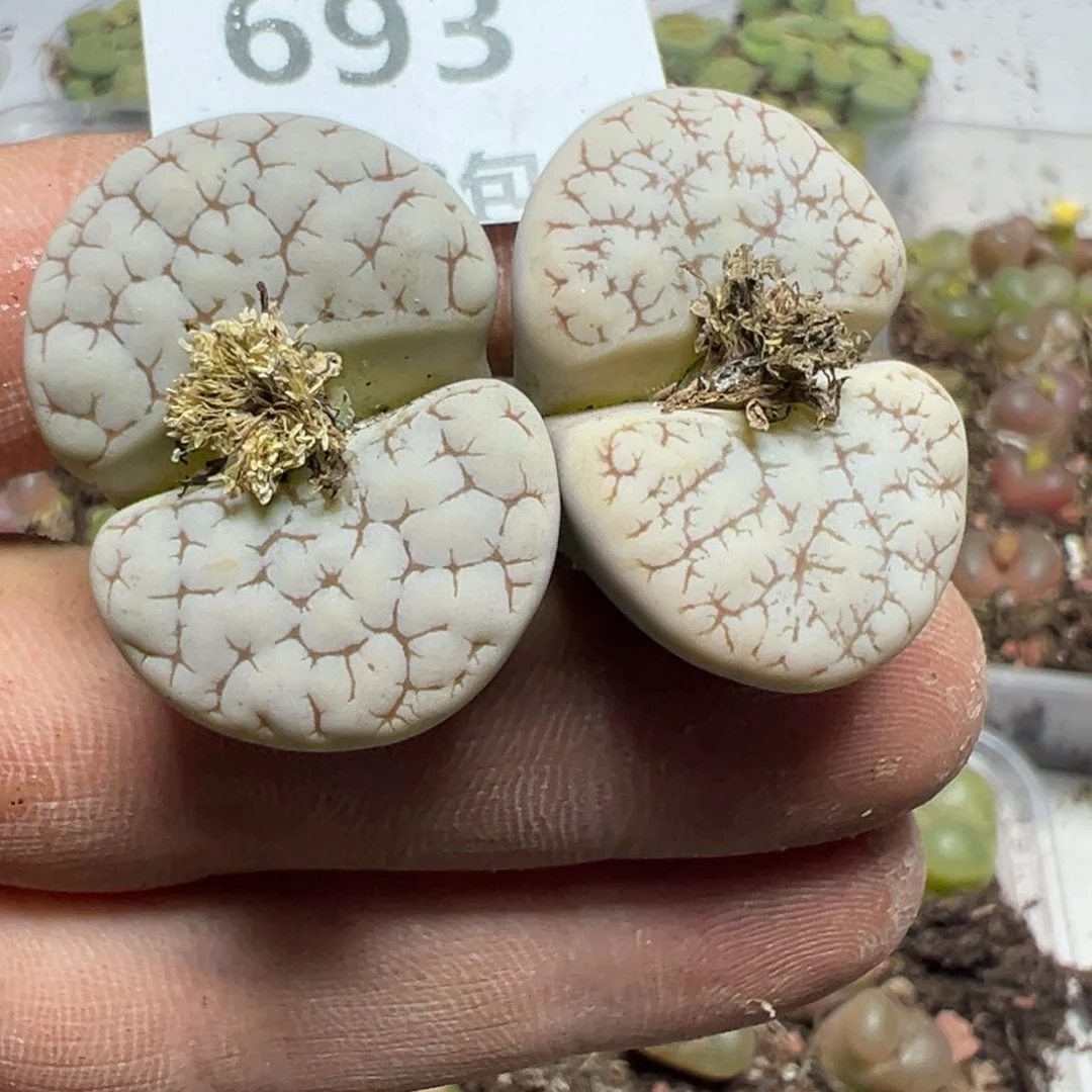 【闪购商品】 693。