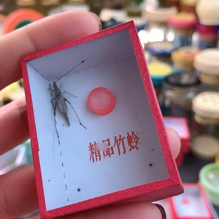 中须紫竹两只啊啊啊