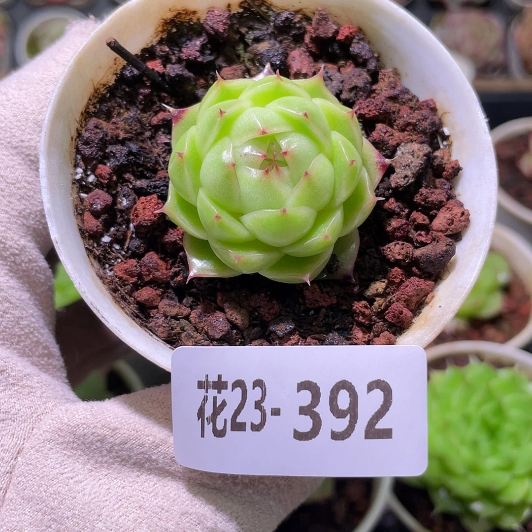 花利美23-392麦秆