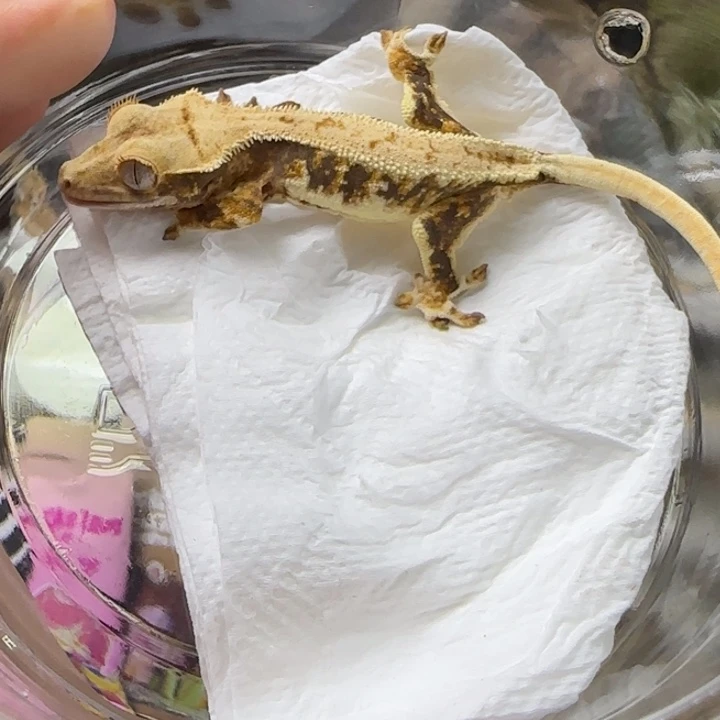 马***豆睫角守宫莉莉白弟弟