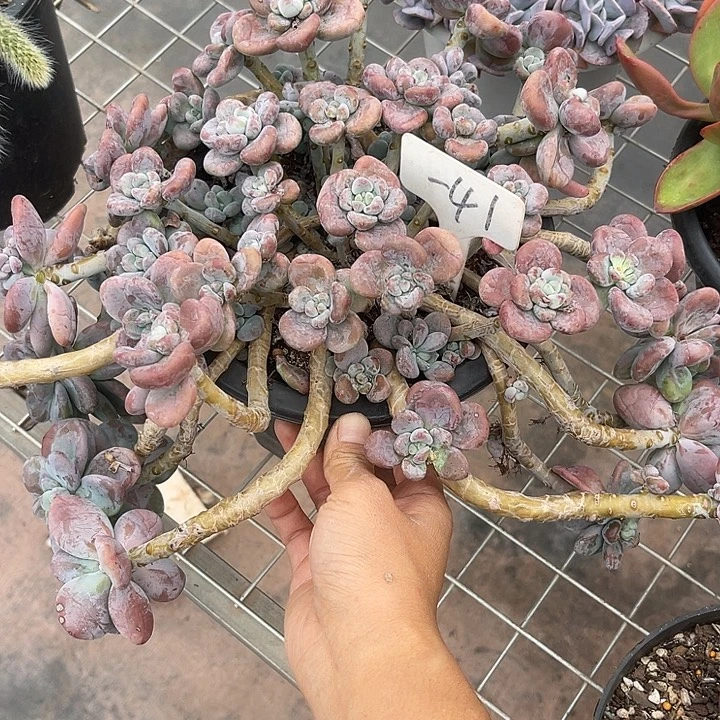 开播炸福利，好久不见41洛神