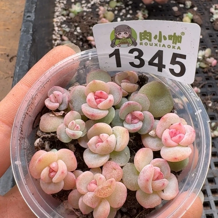 多肉植物多肉植物