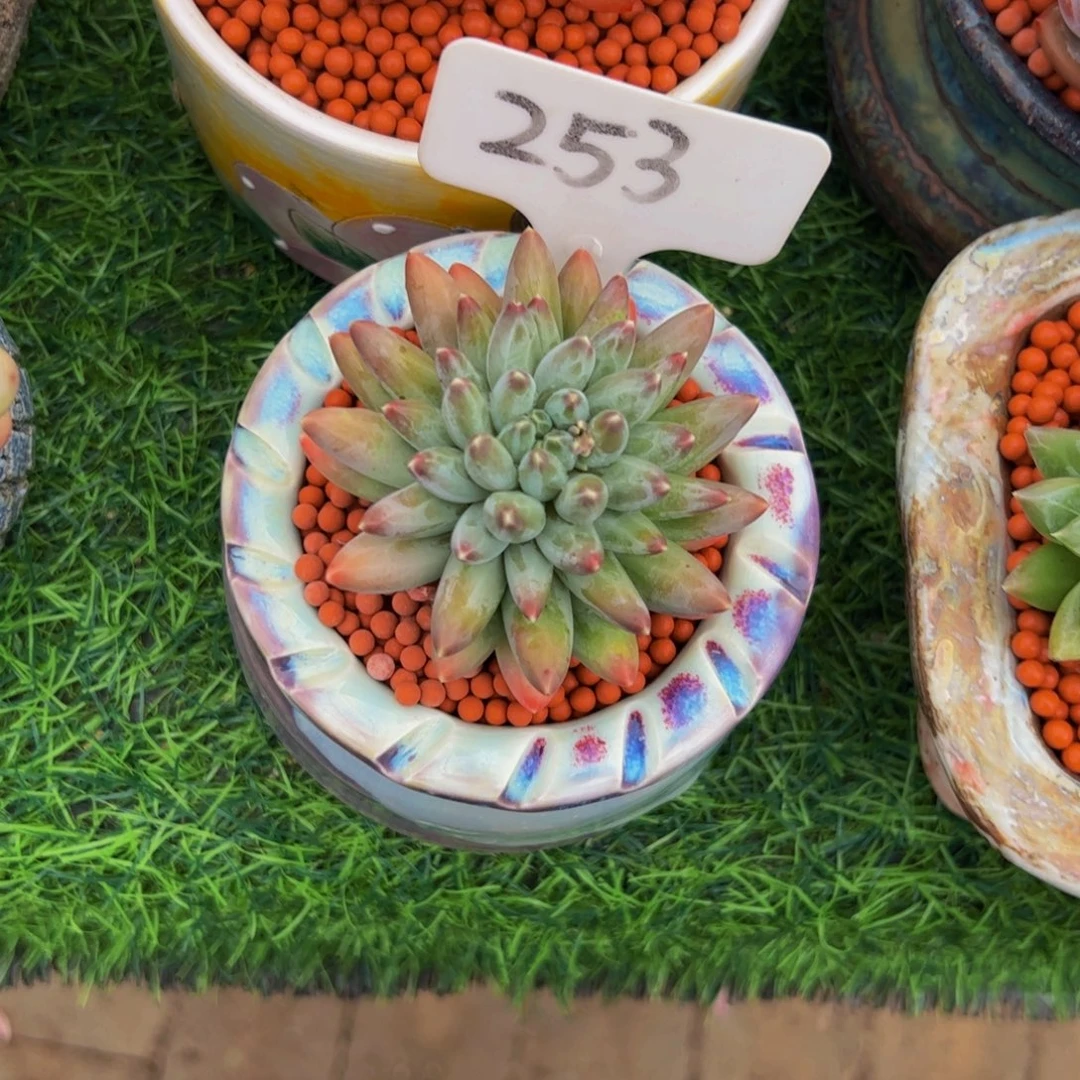 小****单头伊卡鲁斯多肉植物