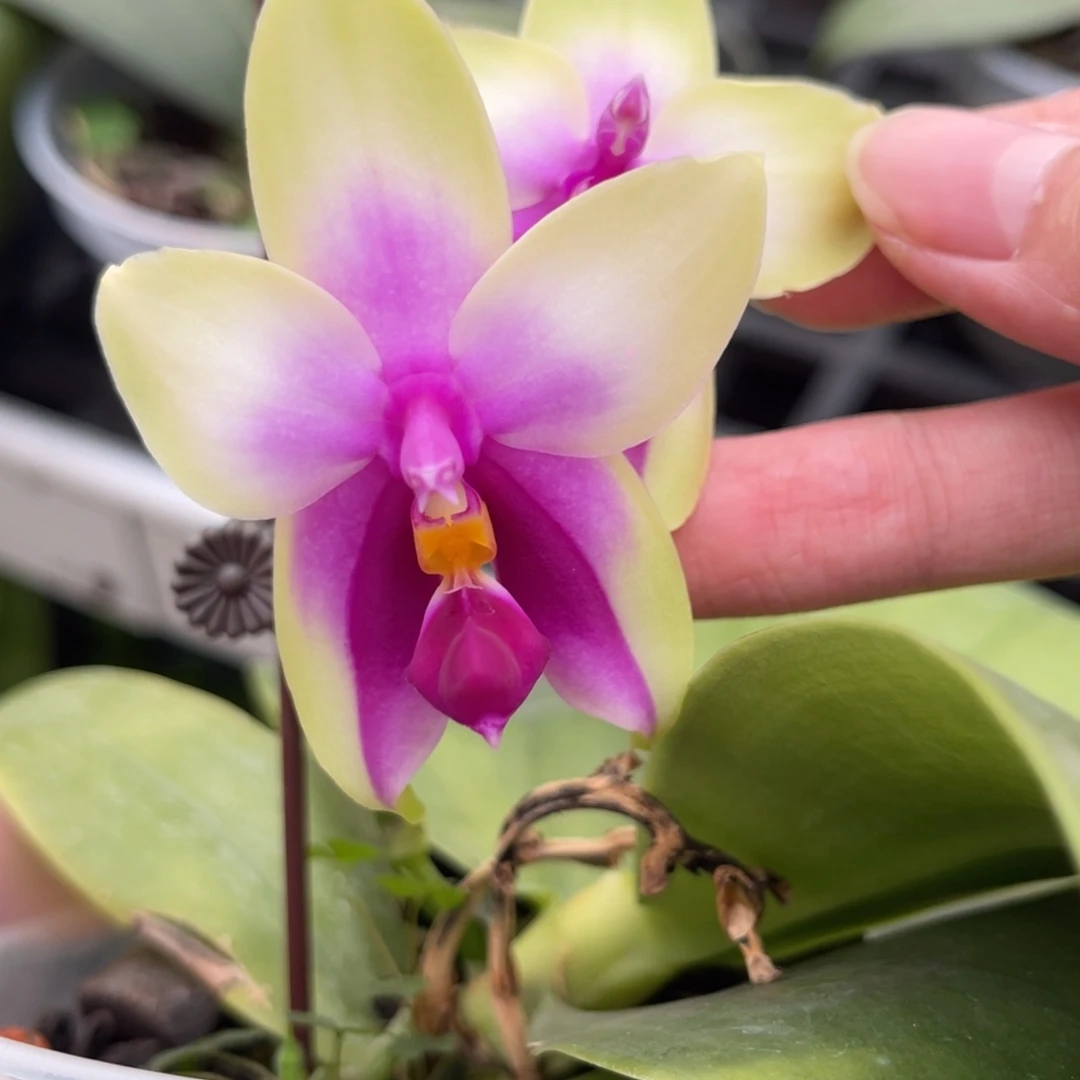 完全开放SWR贝-883