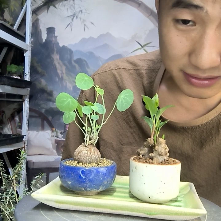 景*中青园艺一物一拍120