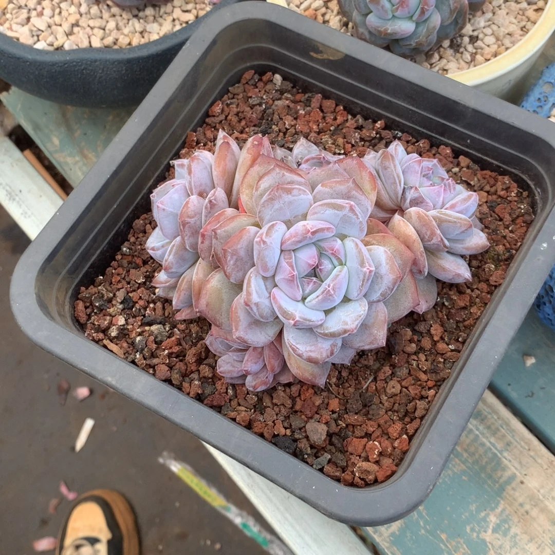 无花朵哈哈哈哈哈哈哈哈哈