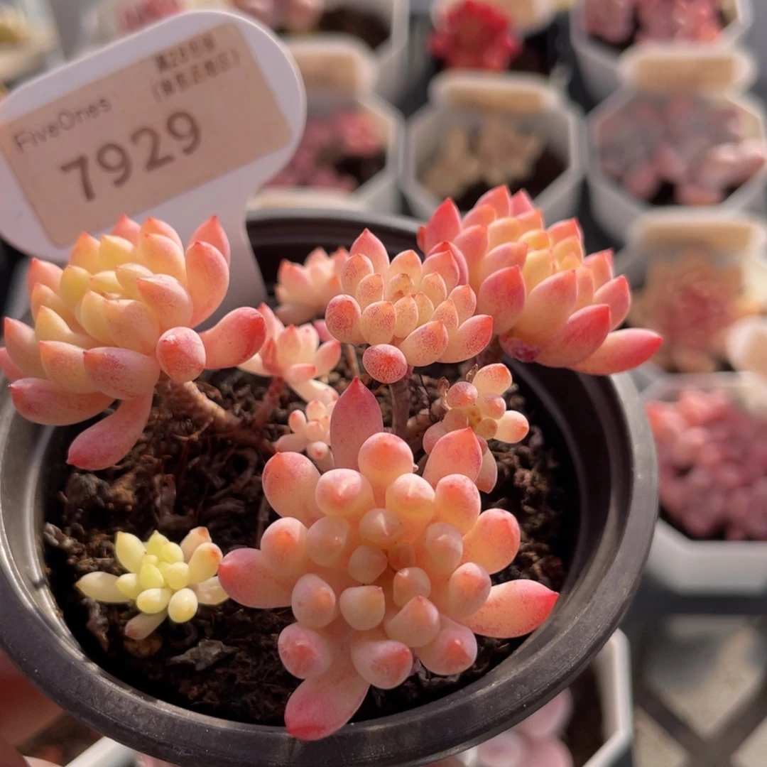 烟花7929-7.5厘米