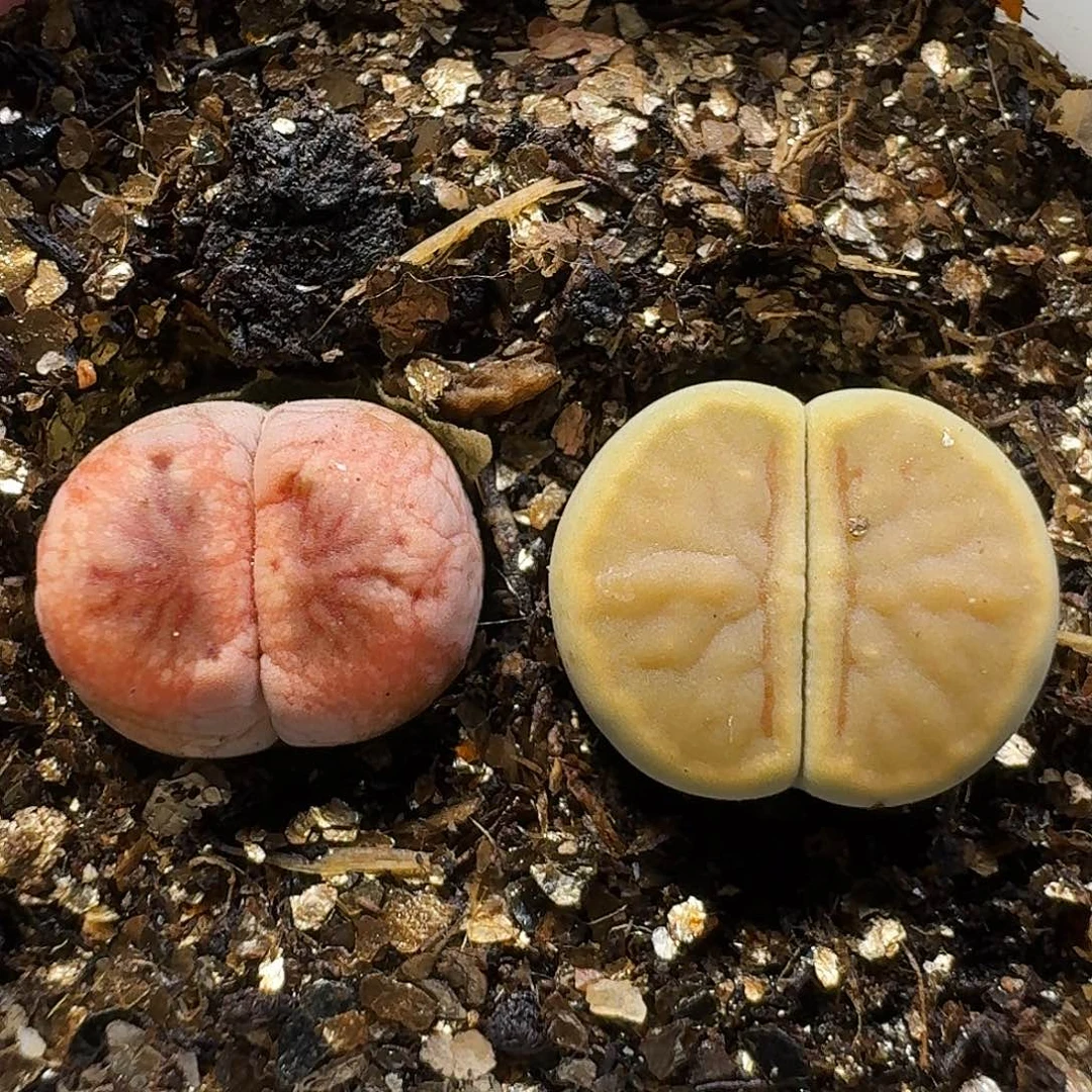 生石花111111。  270