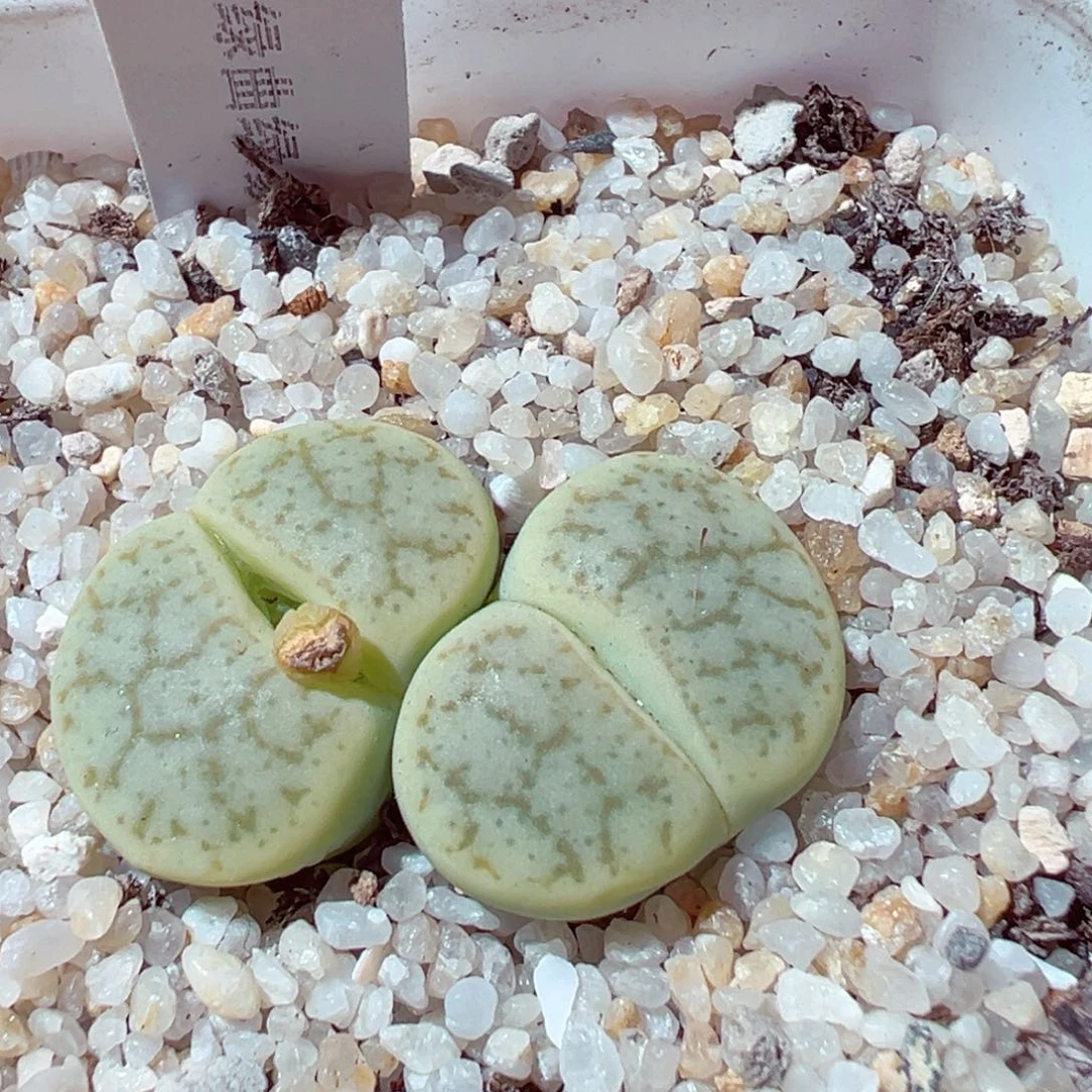 1107-869多肉多肉绿曲