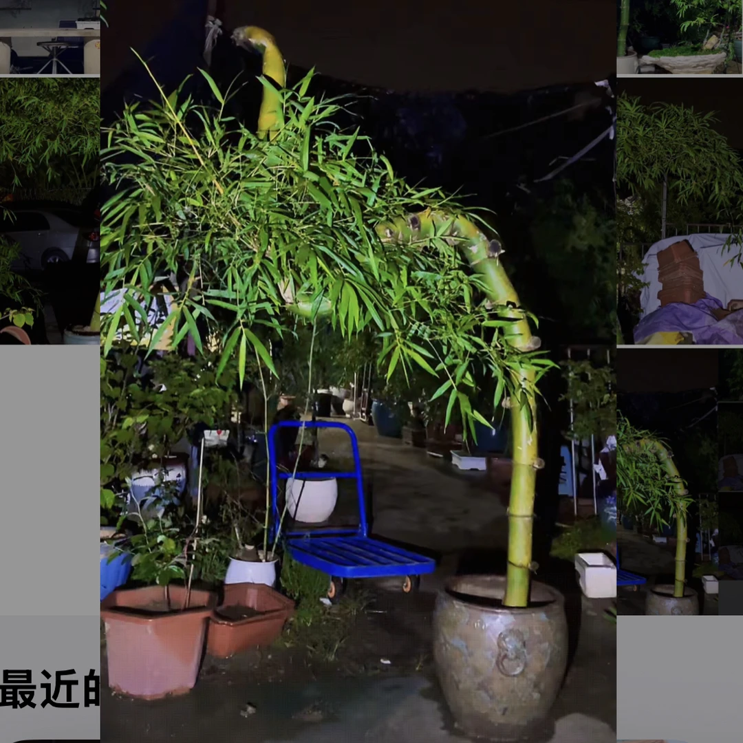 小叶簕竹/簕竹熟桩怪桩