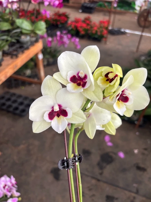 蝴蝶兰———(朱砂痣)(任意两颗包邮只拍一颗发苗)