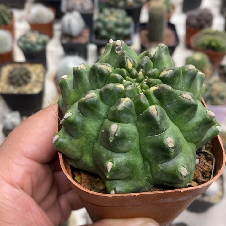 龟甲牡丹特价福利