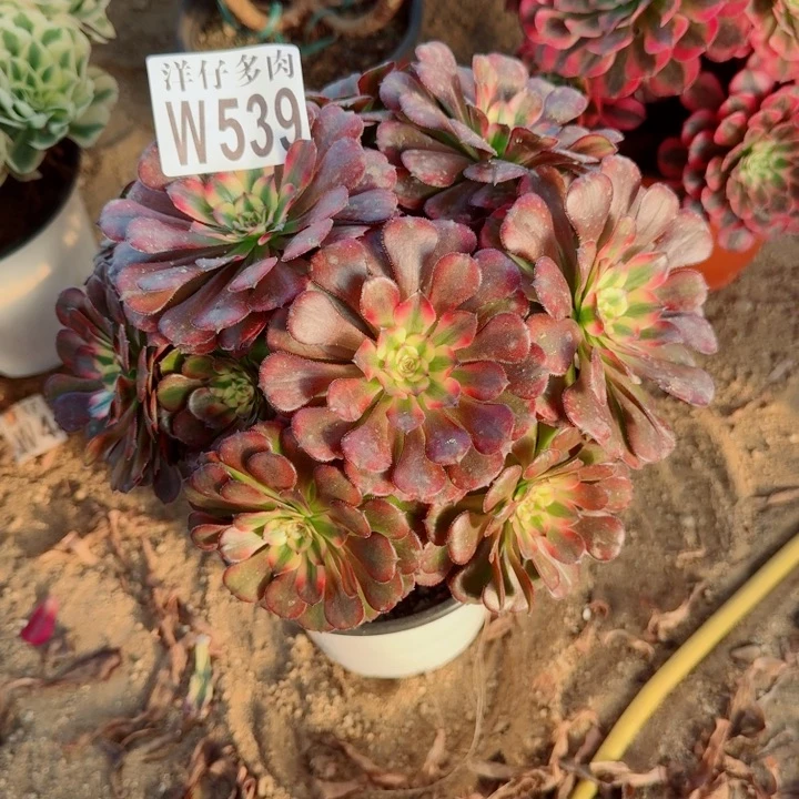 539越婵官服20左右2