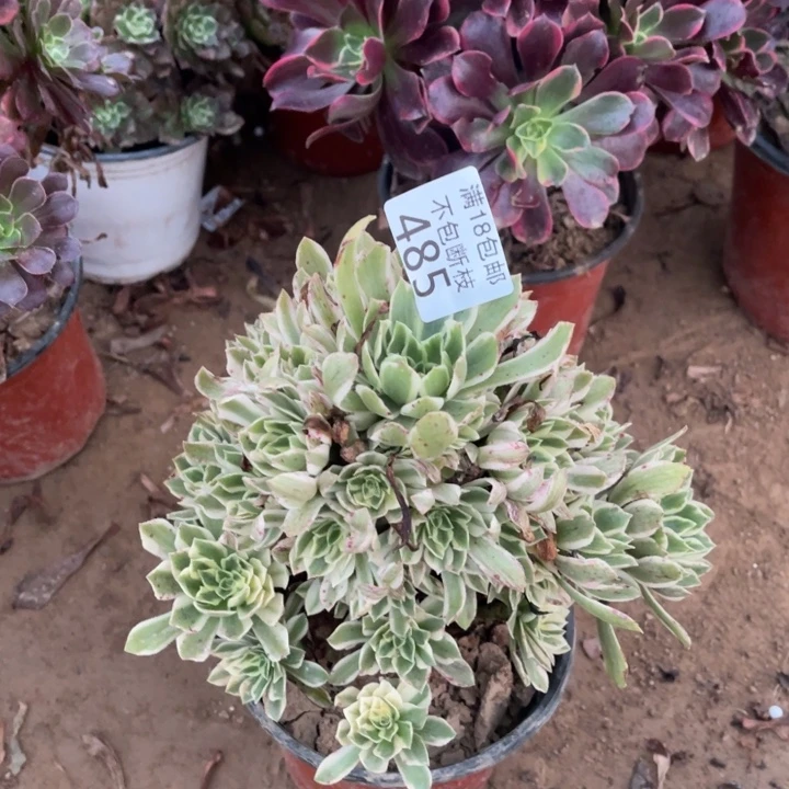 485艳凝手捧1号棚