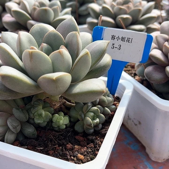 5.3葡萄一个脱土量