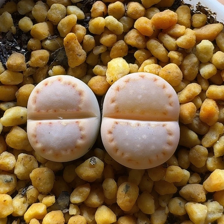 生石花111111。   137