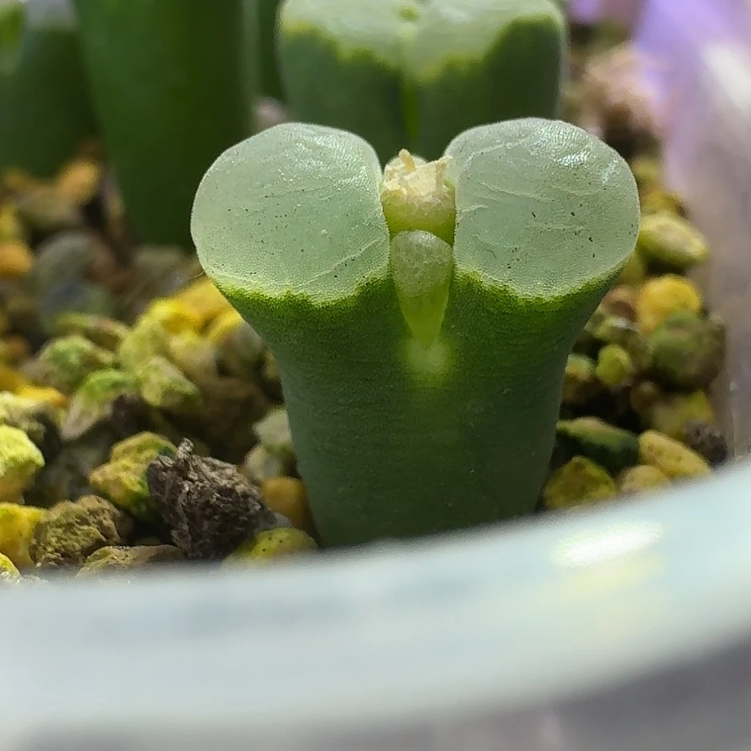 43号单头墨绿体白一物一拍1.3