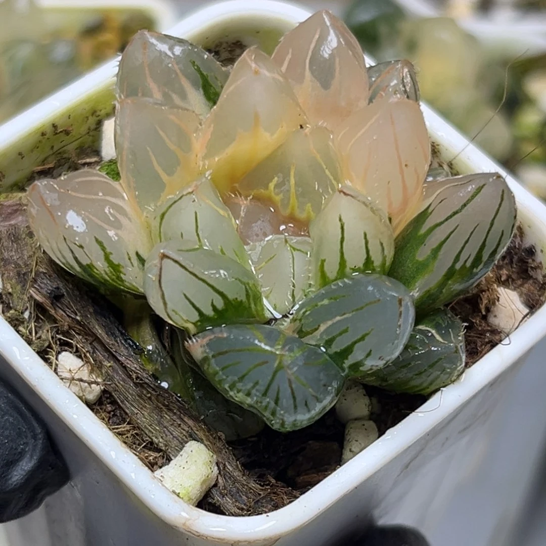 十二卷多肉植物2104oh