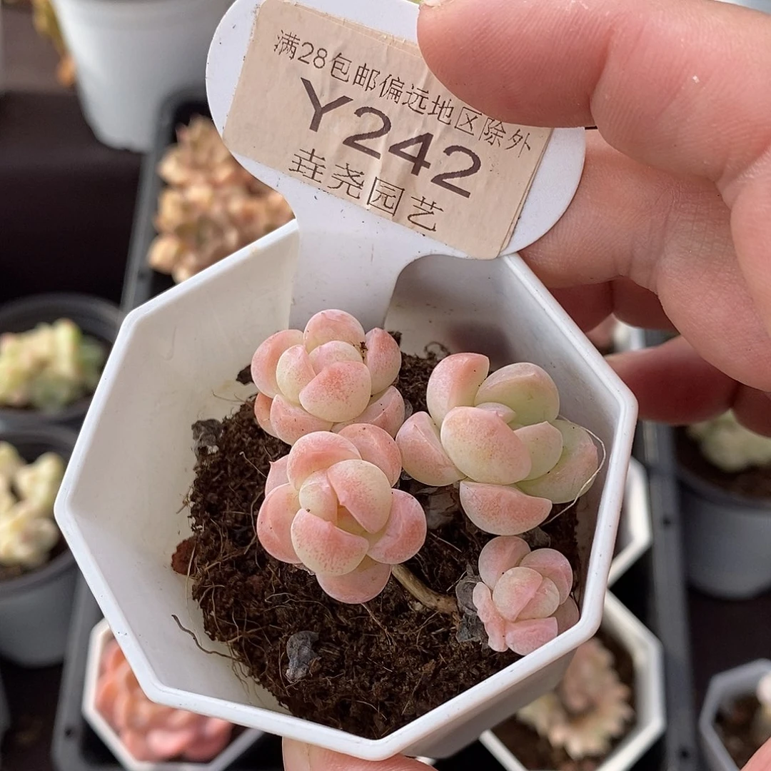 0242 雪媚娘 3透 4cm