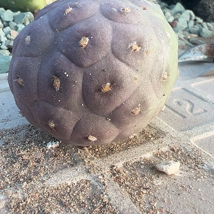 紫肌习致野。 一代侧。