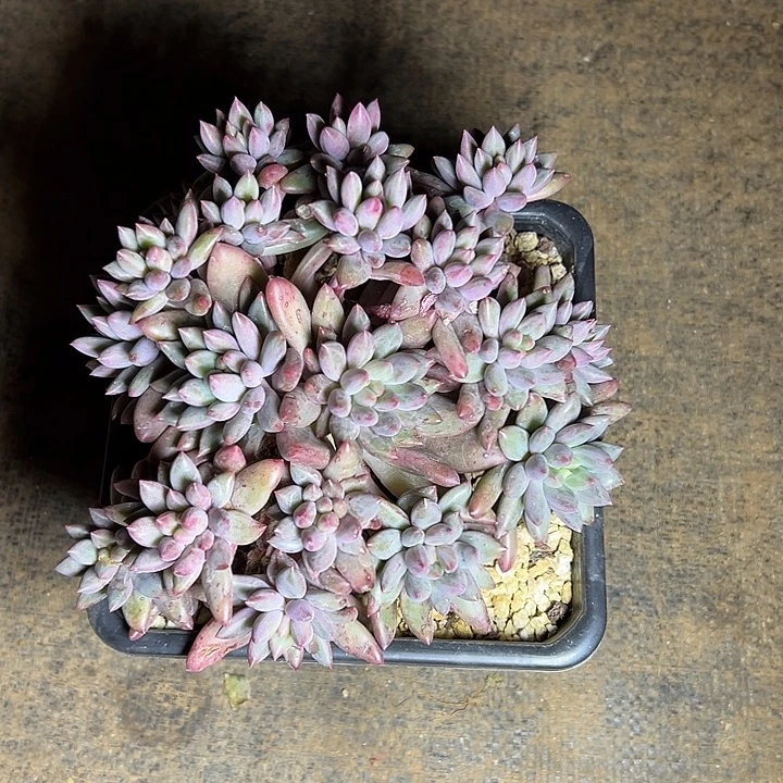 嫁接落地红蜻蜓手捧